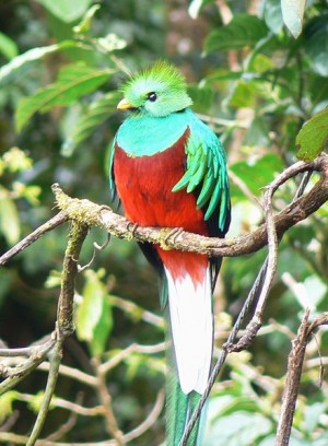Boquete Panama bird watching